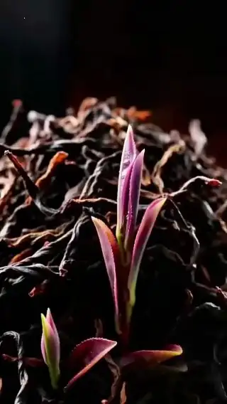 素材截图
